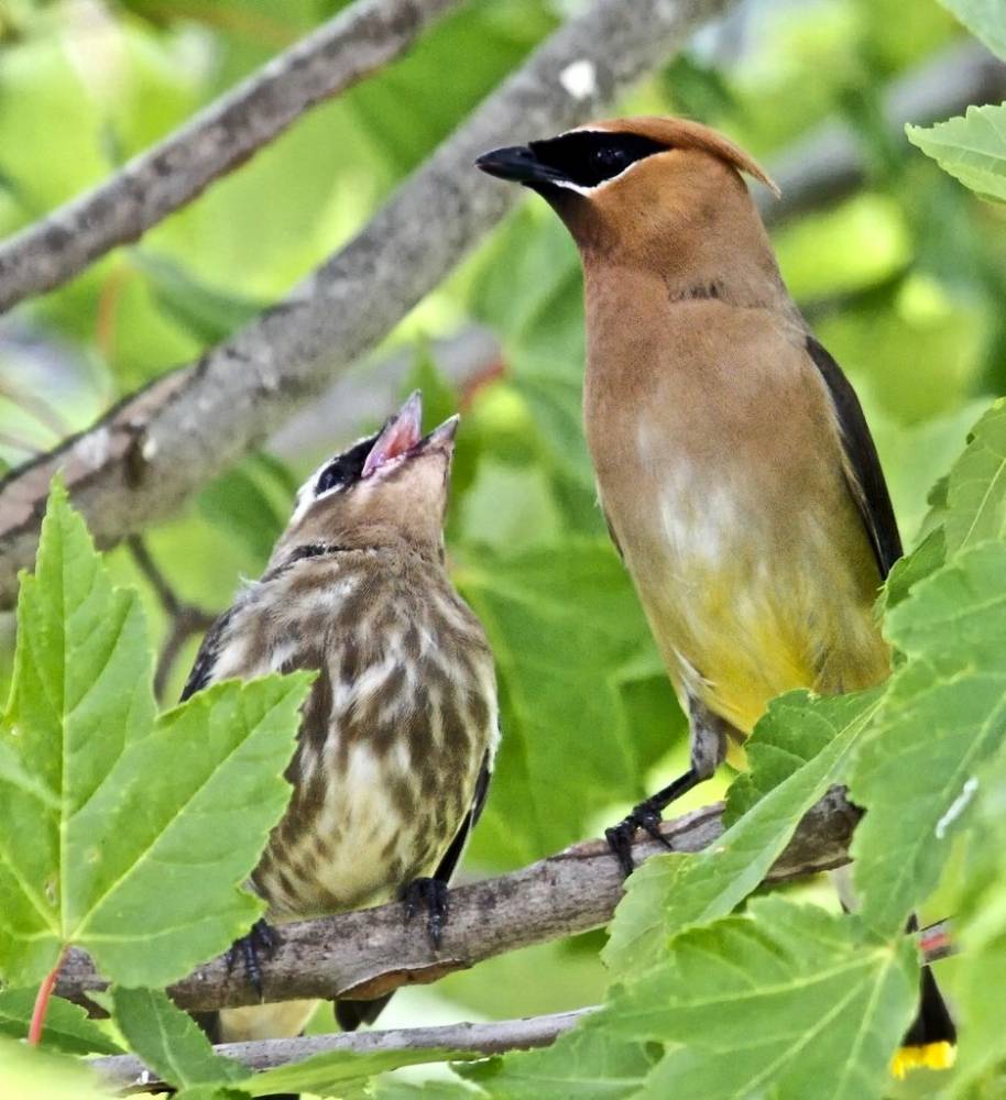Cedar Waxwing Feeding It's Young by Mark Theriot is licensed under CC BY-SA 2.0